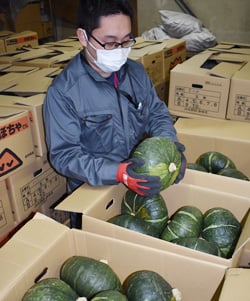 みゆき野菜花き集荷所に持ち込まれたカボチャ