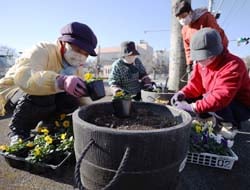 道沿いのプランターにビオラを植える部員