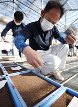 セルリーの種を手作業で慎重にまくJA職員