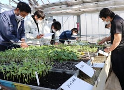 発芽した芽の数を数える営農指導員ら