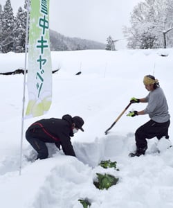 目揃え会を前に、雪中に埋まったキャベツを掘り起こす生産者