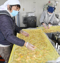 乾燥させるリンゴをトレイに並べる部員