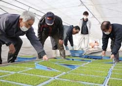 セルリーの苗を引き取る生産者