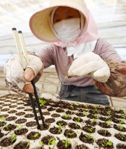 箸を使って小さな苗をプラグポットに植え付ける生産者