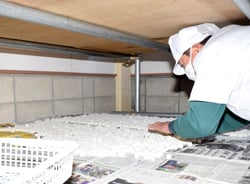 あられを乾燥させるため、新聞紙の上に並べる部会員