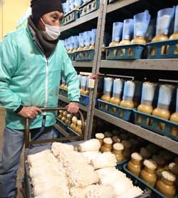 順調に育ったえのきたけの収穫作業を行う北原さん