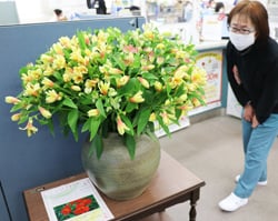 原村支所に飾られたアルストロメリアに見入る来店客