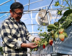 イチゴの生育状況を確認する赤木社長