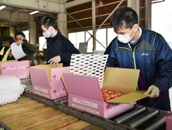 JA温選果所で行われた出荷作業