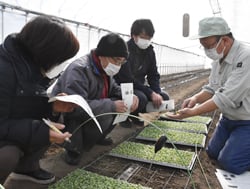 定植方法を説明する長野農業農村支援センター普及員