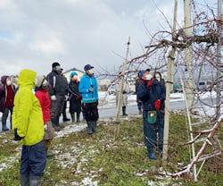 長野市赤沼のリンゴ園地で剪定方法を学ぶ生産者