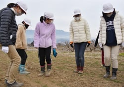 小麦の麦踏みを行う児童