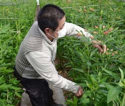 アルストロメリア（ベルーガ）の花切り作業を行う倉田さん