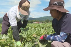 ズッキーニの栽培技術を学ぶ研修生（右）（2020年6月、飯山市内）