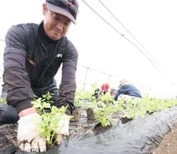 セルリーを定植する藤森さん。ハウス内に緑が広がった