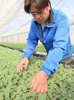 ブロッコリー苗のようすを観察する植松さん