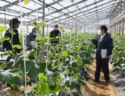 キュウリの生育状況について情報共有する富澤次長（右）と生産者