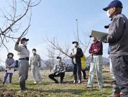 樹づくりのポイントを説明する松坂営農技術員