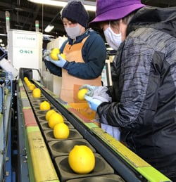 ちくま果実流通センターで進むレモンの選果作業