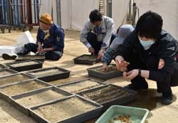 一粒ずつ丁寧に植える南天の育苗作業