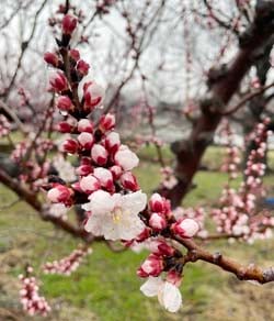 千曲市森で開花したアンズの花