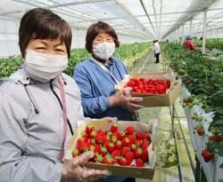 収穫したばかりの地元産イチゴを手に笑顔を浮かべる部員