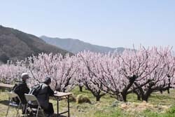 あんずまつり会場で満開の花を眺める来場客