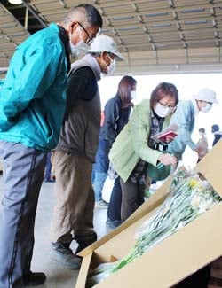 出荷規格の確認を行う生産者