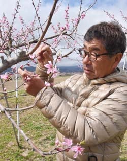 花粉用の花蕾を採取する田中さん