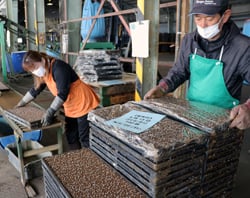 播種レーンから手作業で苗箱をパレットに積み込む作業員