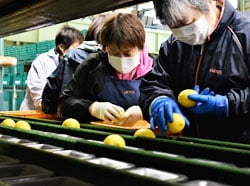 レモンの傷の有無を確かめ、選果機に流す選果員ら