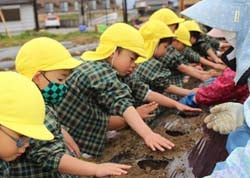 さくらの会と苗植え作業を行う園児