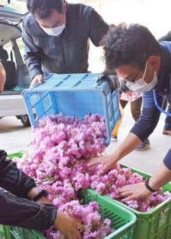 八重桜「関山」の集荷作業