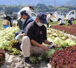 青年部と職員が行ったレタスの収穫