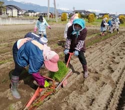 定植機「ひっぱりくん」を使って苗を植える部員ら