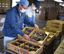 JAぶどうセンターで始まったハウスブドウの出荷作業