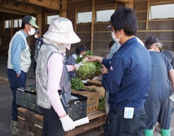 営農指導員とサニーレタスの切り口を確認する生産者