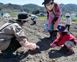 植え方を教わりながら、一つひとつ丁寧に種芋を植えた園児ら