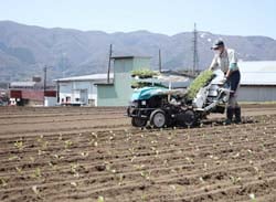 自動苗植機を使ってキャベツ苗を定植する従業員