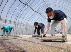 ハウス内に育苗箱が整然と並んだ伏せ込み作業