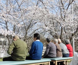 花見を楽しむ参加者ら