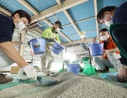 コーティングした種もみを小分けにする職員