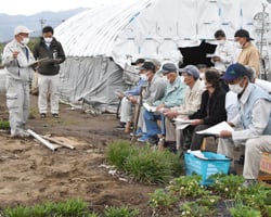 挿し芽・株分け方法を説明する長野農業農村支援センター担当