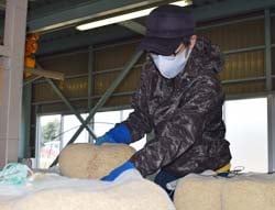 播種する機械に種もみを入れる作業員