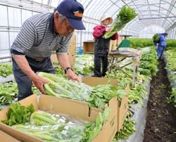 セルリーの出荷準備をすすめる矢嶋さん（左）