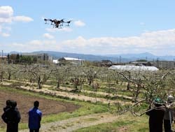 ドローンを使った人工授粉実験