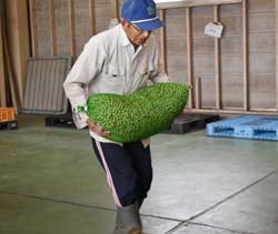 竜峡小梅を出荷する木下さん