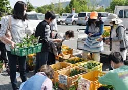 女性部の苗を買い求める来場者ら