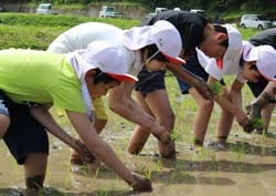 楽しみながら手で苗を植える児童