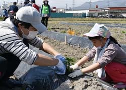 野菜苗を植える参加者
